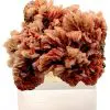 BARYTE ROSE