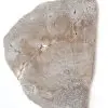 Tranche : Bois fossilisé
