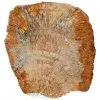Tranche : Corail fossilisé