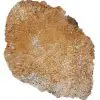 Tranche : Corail fossilisé