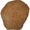 Tranche : Corail fossilisé