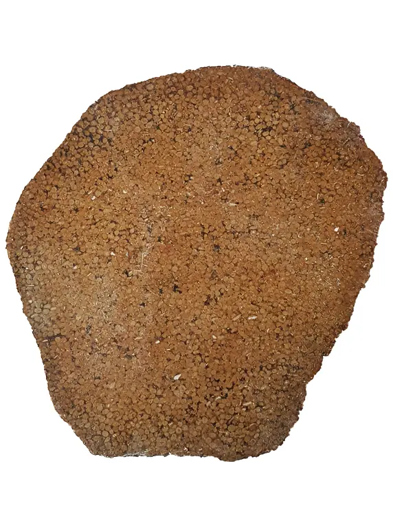 Tranche : Corail fossilisé