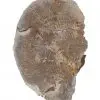 Tranche : Bois fossilisé
