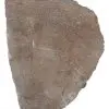Tranche : Bois fossilisé