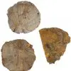 Tranches : Bois fossilisé lot de 3