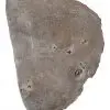 Tranche : Bois fossilisé
