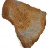 Tranche : Corail fossilisé
