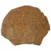 Tranche : Corail fossilisé