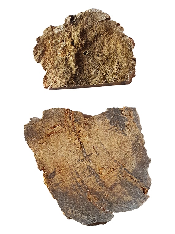 Tranches : Bois fossilisé lot de 2