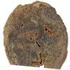 Tranche : Bois fossilisé