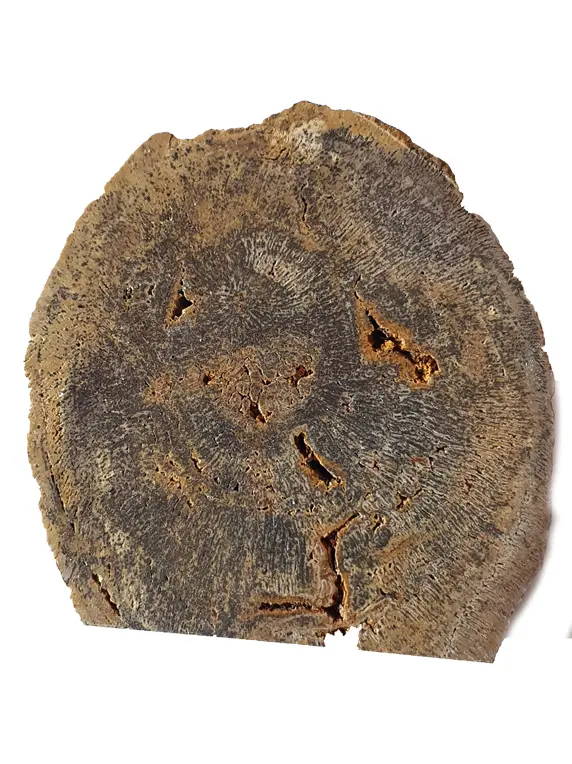 Tranche : Bois fossilisé
