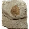 Fossile: feuille