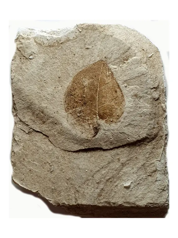 Fossile: feuille
