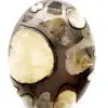 Ammonite Pyritisée