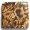 bois fossile