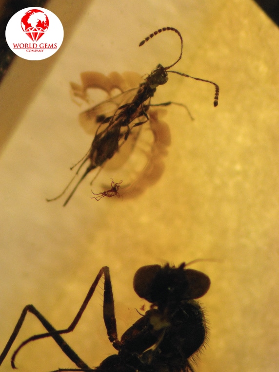 Ambre avec 2 moucherons