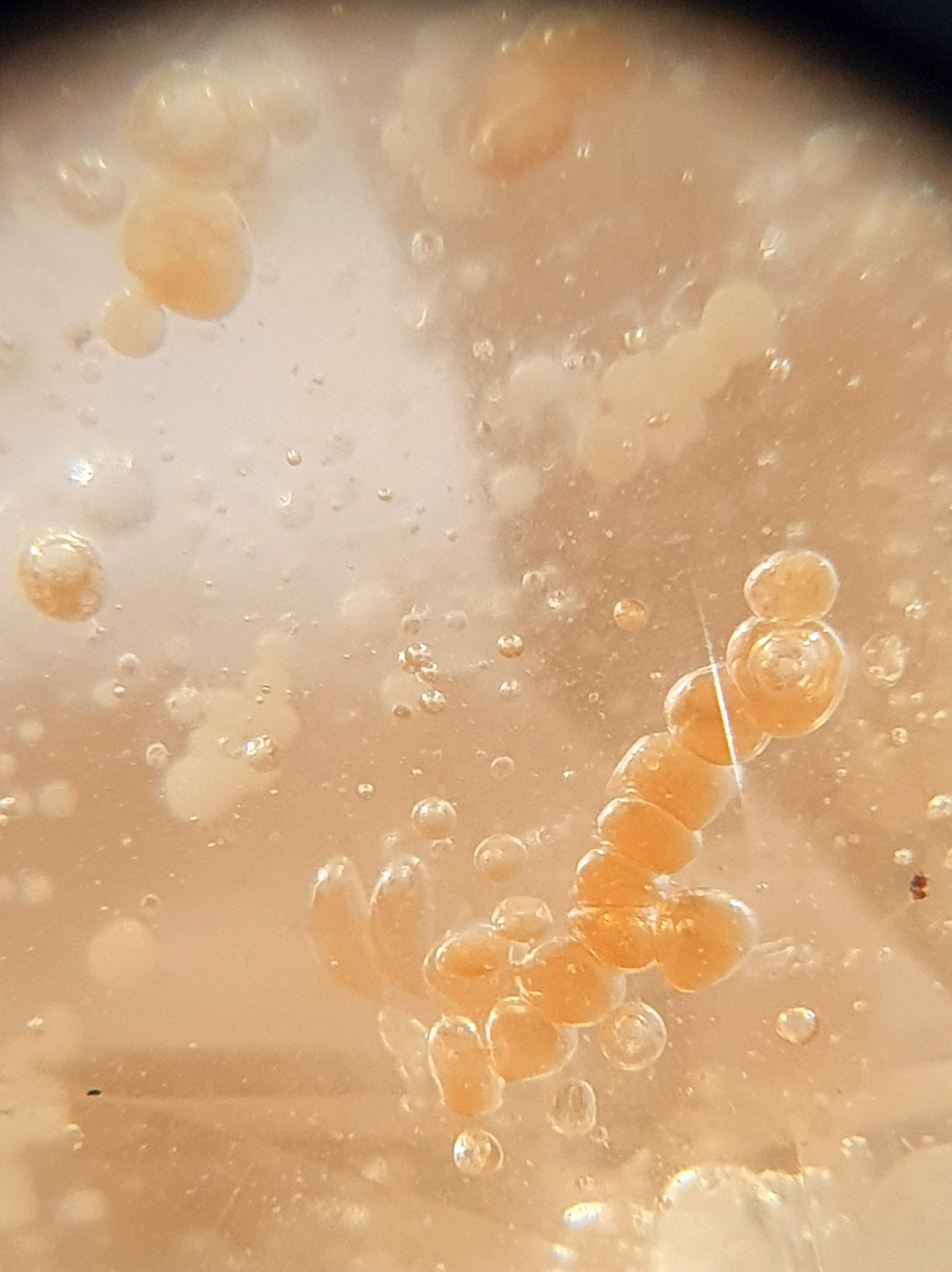 Copal à Inclusion: de graines, araignée,bulles de gaz