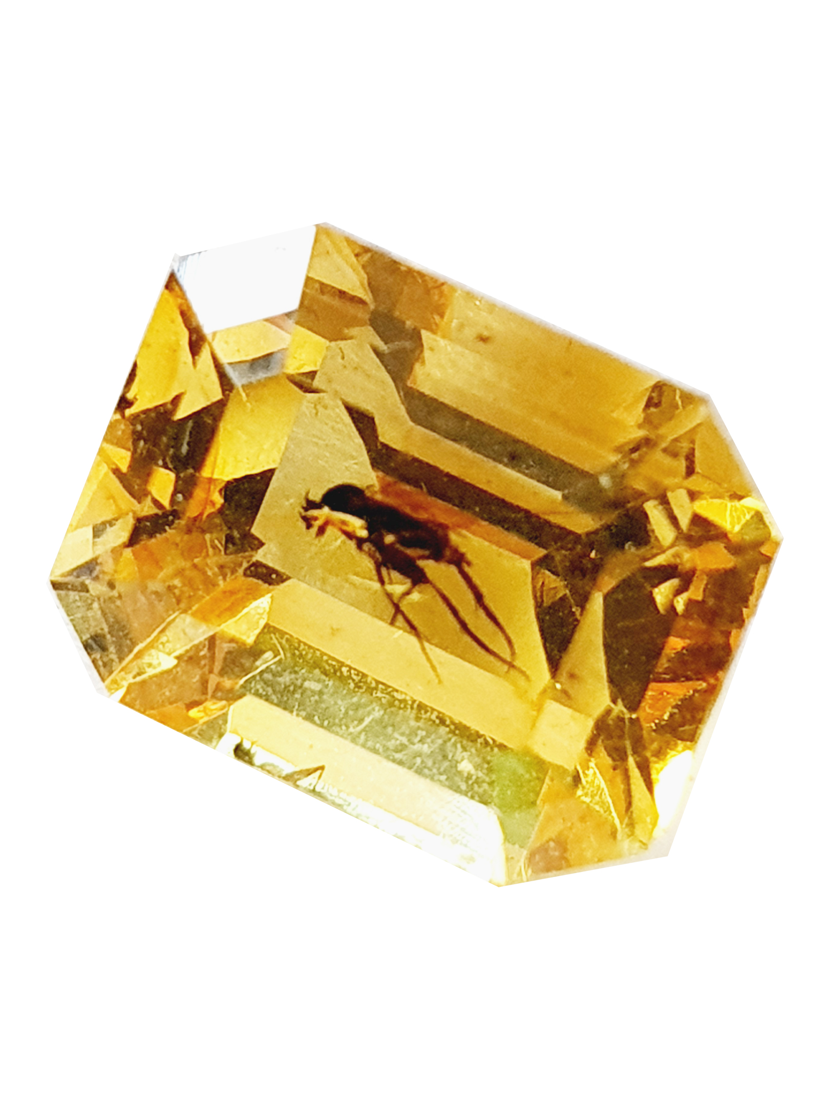 AMBRE à moustique