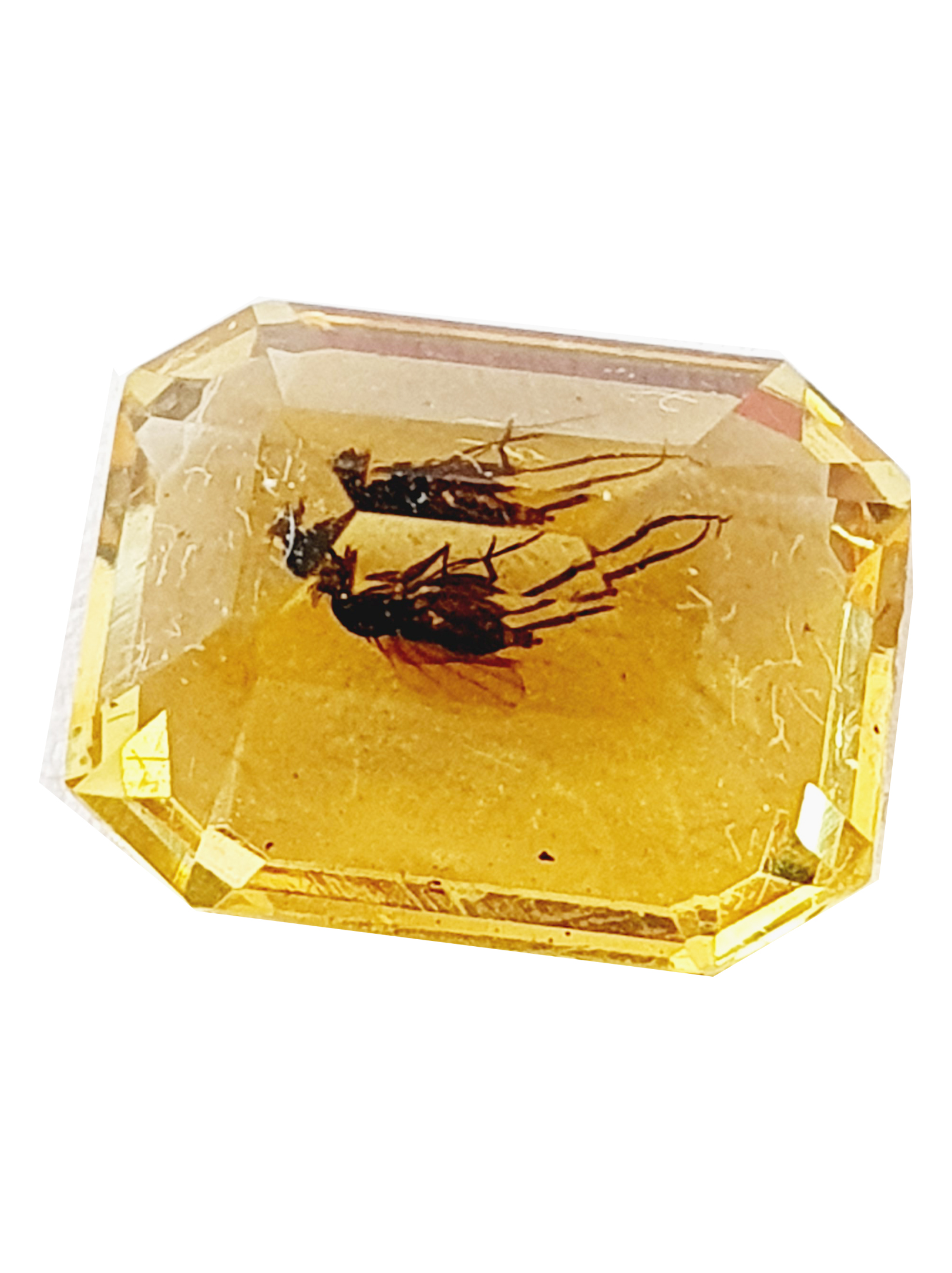 AMBRE à moustique