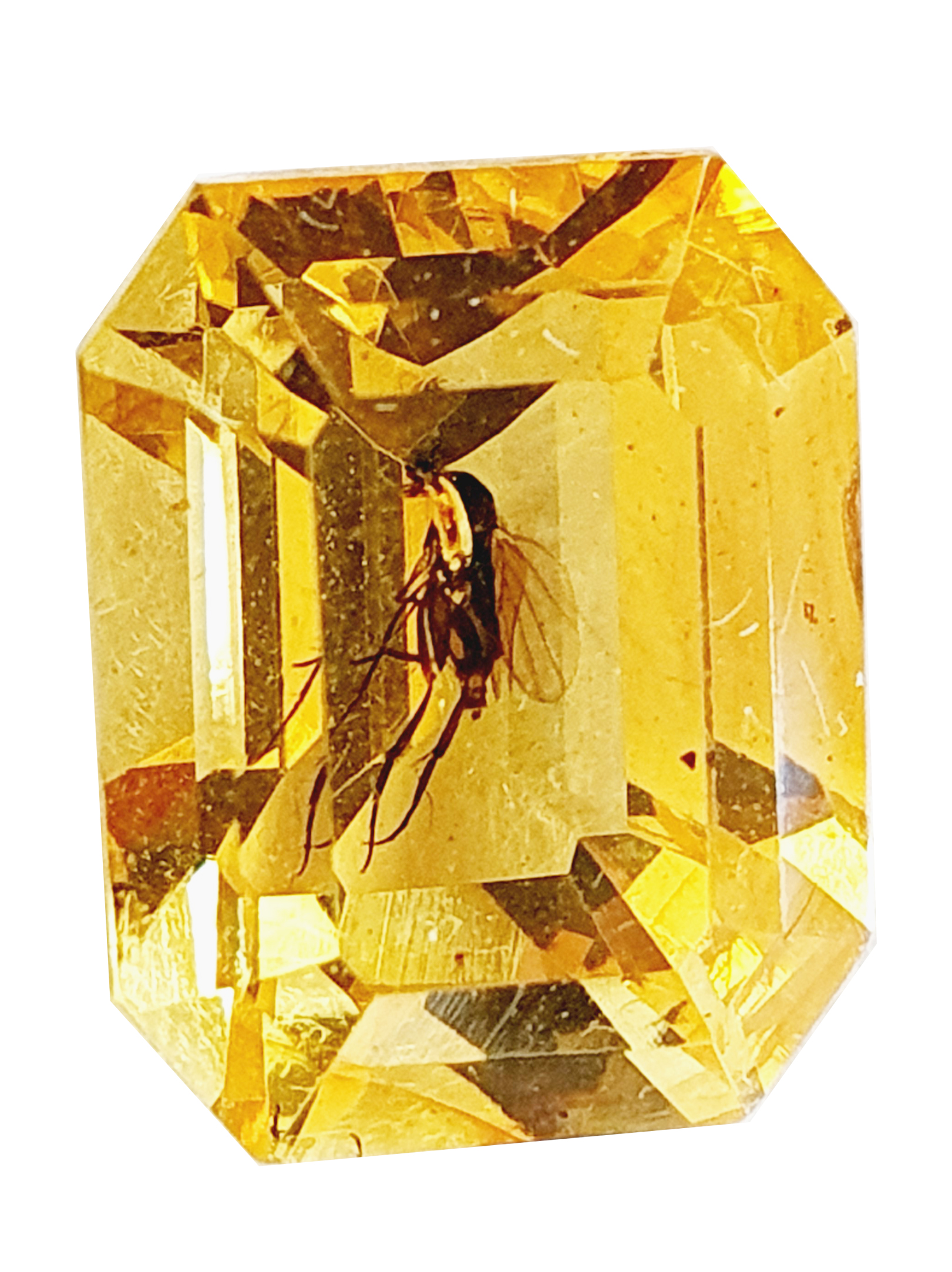 AMBRE à moustique