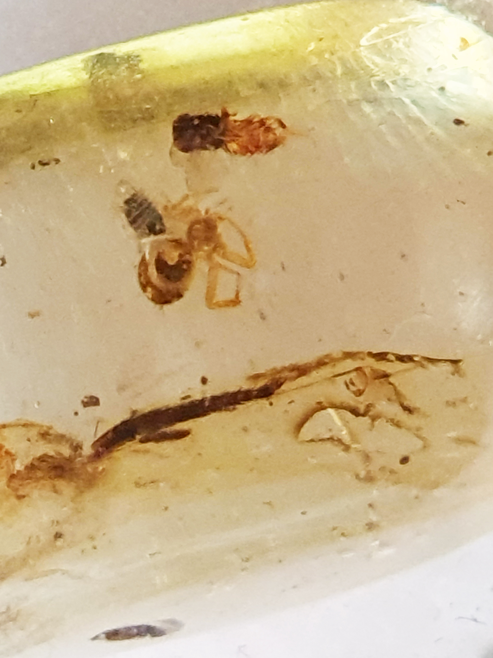 COPAL MOUSTIQUE ARAIGNEE