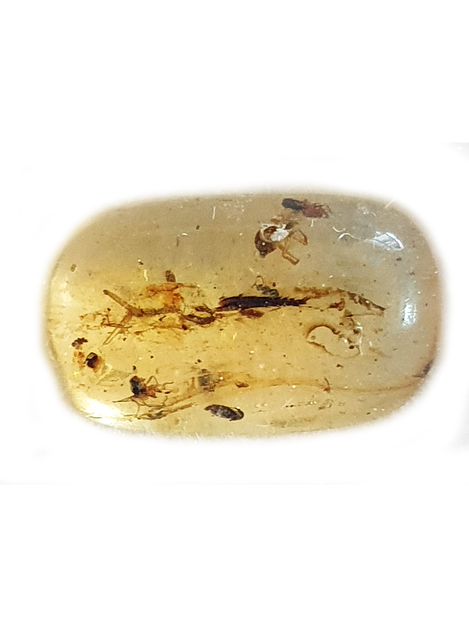 COPAL MOUSTIQUE ARAIGNEE