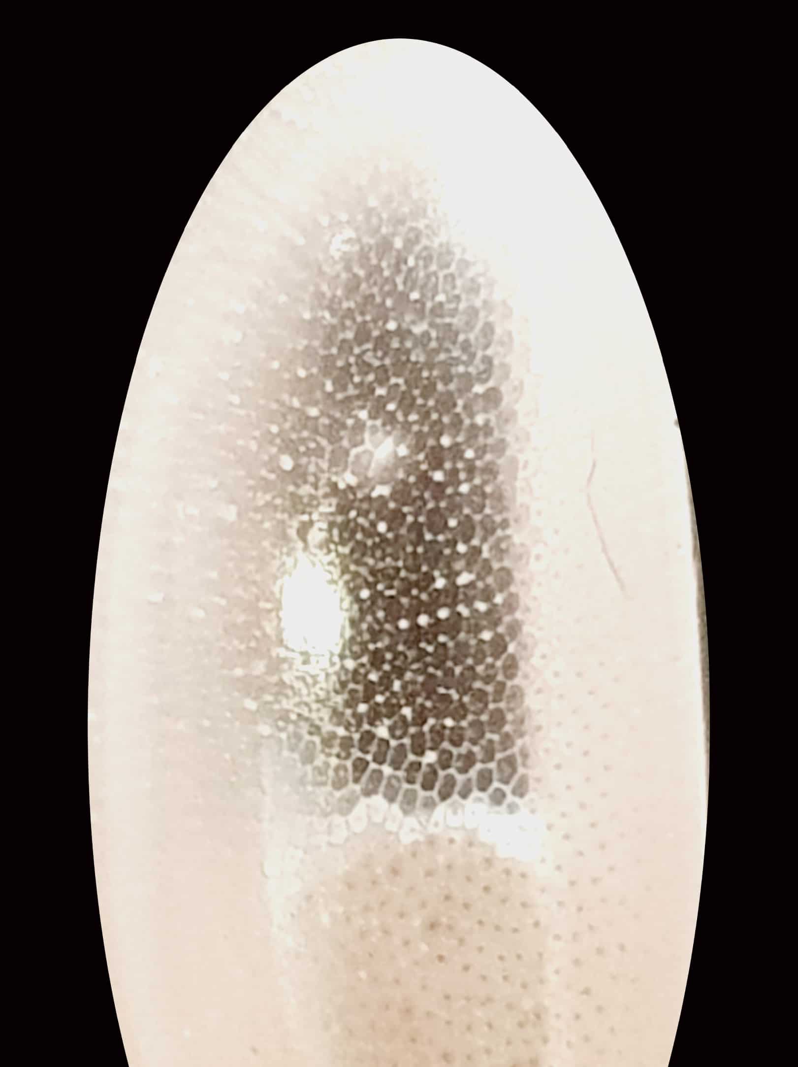 VERRE odc fibre optique BLANC