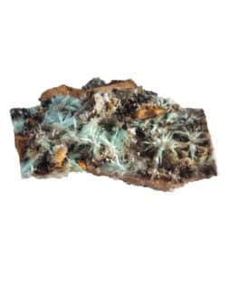 Aurichalcite sur gangue : Congo
